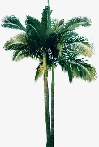 创意花草图片绿植花卉免抠