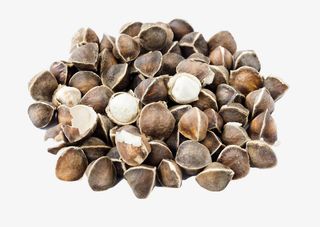 辣木籽中药实物图免扣免抠