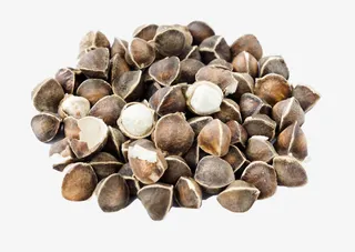 辣木籽中药实物图免扣免抠