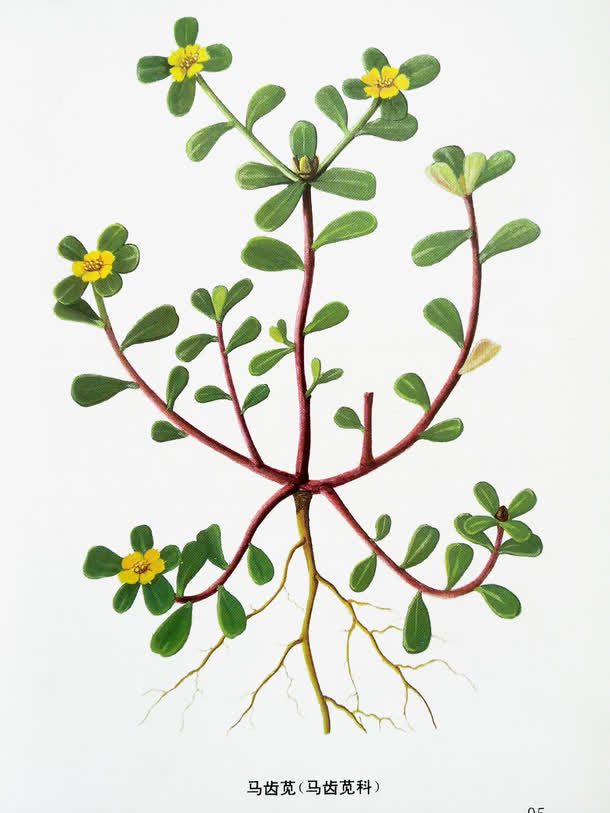 马齿苋植物标本免抠