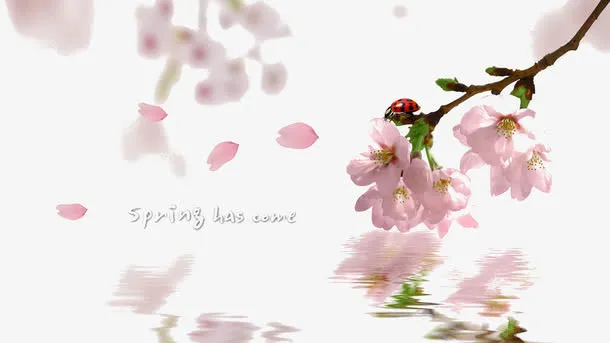 粉色桃花免抠