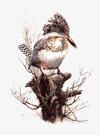 威武飞鸟图片素材免抠