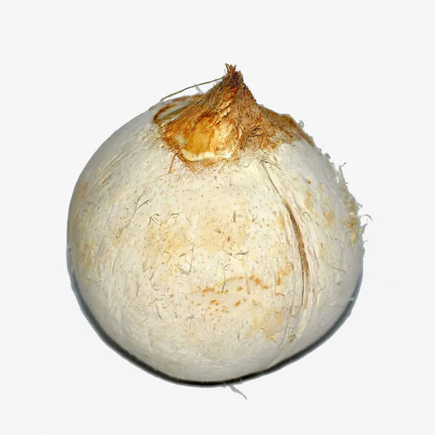 椰皇素材免抠