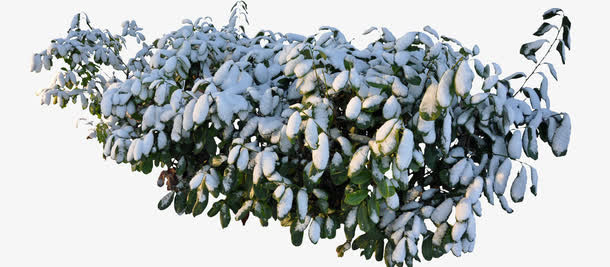 积雪草免扣素材免抠