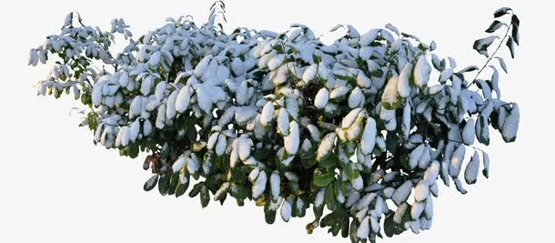 积雪草免扣素材免抠