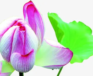 紫色荷花荷叶美景免抠