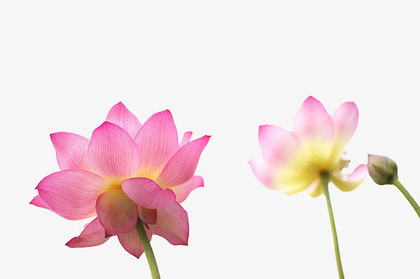 不同时期的莲花免抠