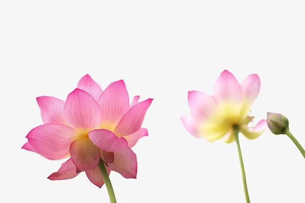 不同时期的莲花免抠