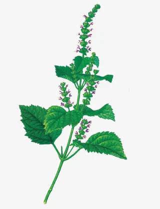 广藿香 植物免抠