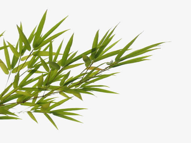 左边 竹叶png素材免抠