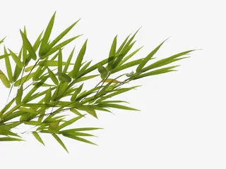 左边 竹叶png素材免抠