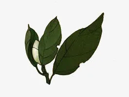 绿色春天手绘树叶免抠