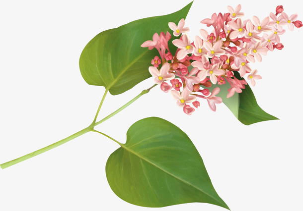 鲜花免抠