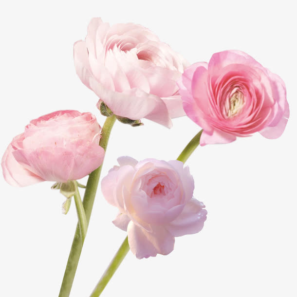 粉色花朵免抠