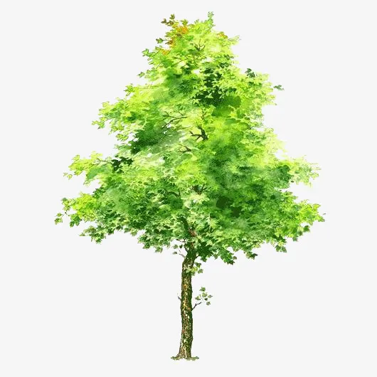 手绘树木图片透明树木免抠