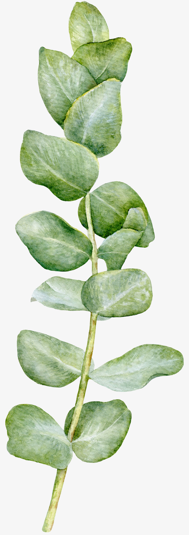 手绘绿色植物叶子免抠图免抠