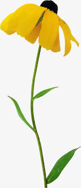 黄色菊花花朵装饰图片免抠