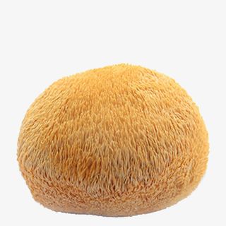 一个大猴头菇免抠