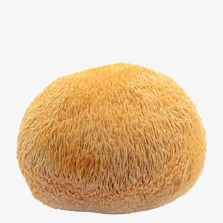 一个大猴头菇免抠