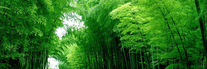 竹子背景高清