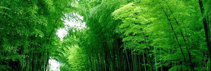 竹子背景高清