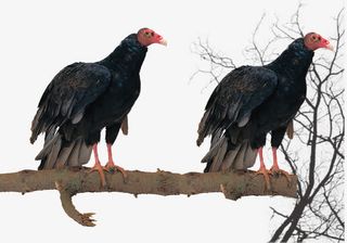 站在树干上的一对秃鹰免抠