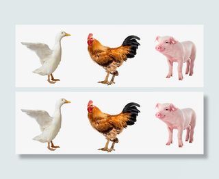 鸡和大鹅和猪免抠