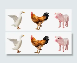 鸡和大鹅和猪免抠