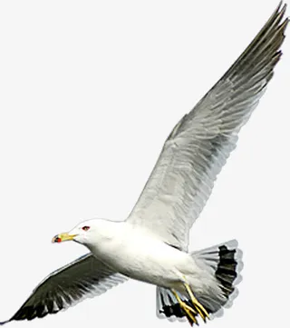 在爱情海飞翔的海鸥免抠