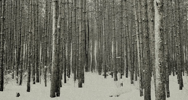 灰色雪地杨树林茂密免抠