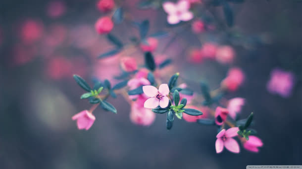 梦幻粉色花朵绿叶壁纸免抠