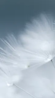 简约蒲公英手机端H5背景高清