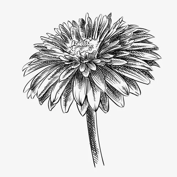 手绘黑白菊花矢量图免抠
