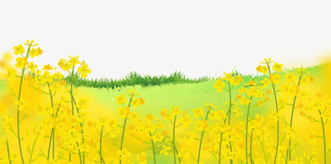 黄色春天油菜花背景图