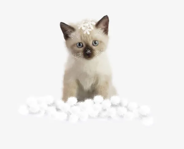 雪地里的猫免抠