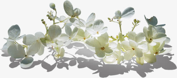 白色栀子花免抠