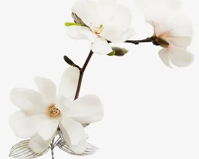 白色洁净绽放小花免抠 白色洁净绽放小花免抠