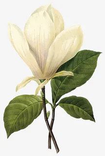 白玉兰花免抠 白玉兰花免抠