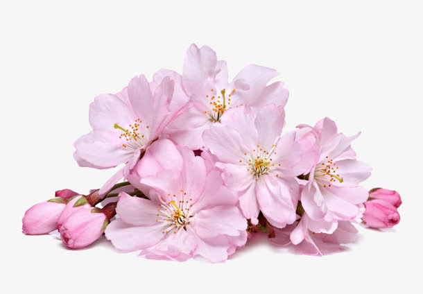 春日桃花造型设计免抠