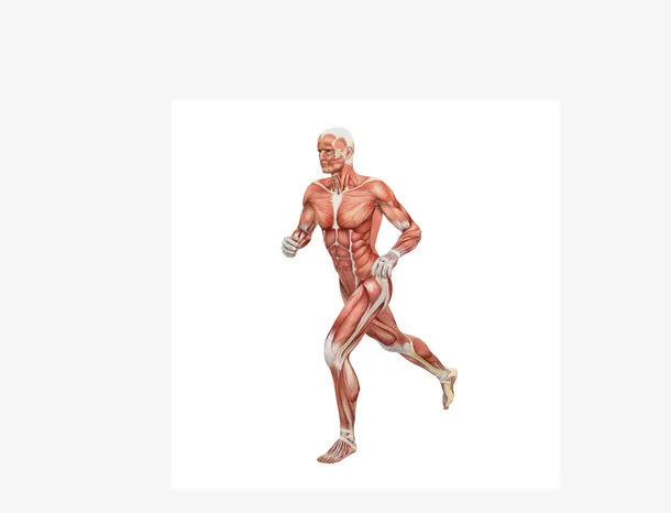 矢量男性人体肌肉组织高清图片免抠