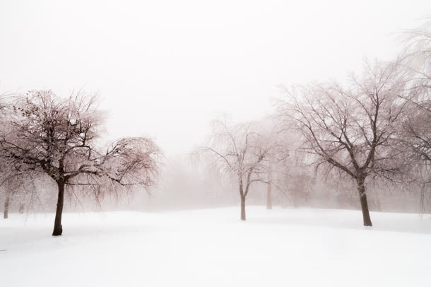 冬季雪地枯树林海报背景