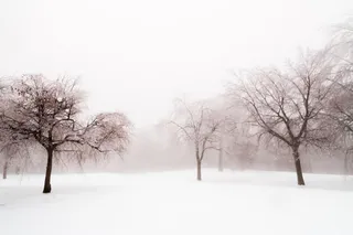 冬季雪地枯树林海报背景