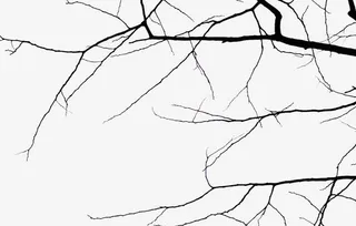 掉光叶子的枯树枝免抠