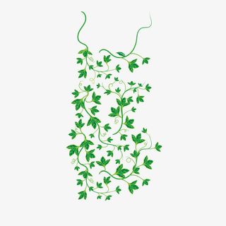 精致绿色藤蔓藤叶免抠