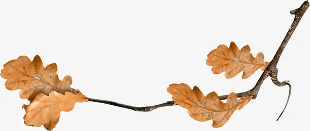 枯枝枯叶免抠