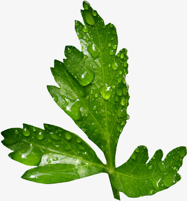 艾叶植物免抠