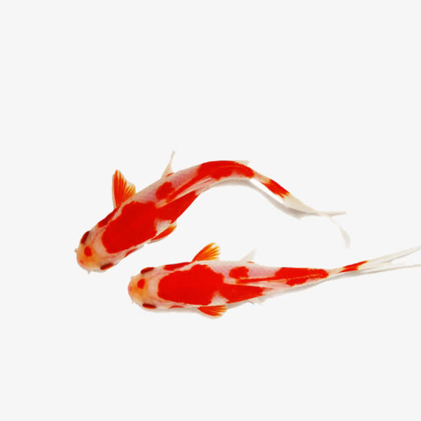 锦鲤免抠