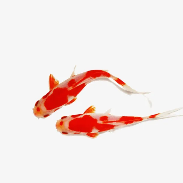 锦鲤免抠