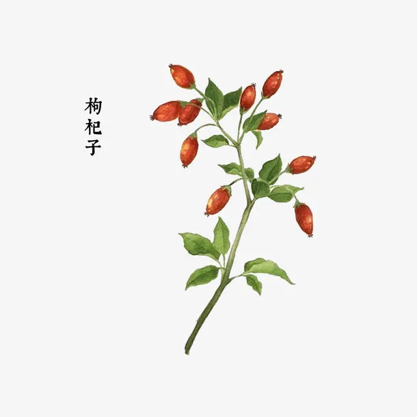 中药材枸杞子免抠