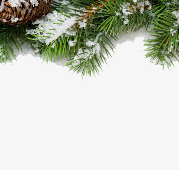 冬天的雪松免抠